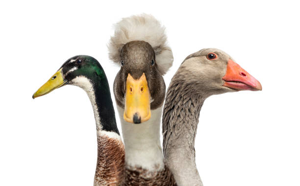 istock Close-up of Ducks and Goose, isolated on white 186251265