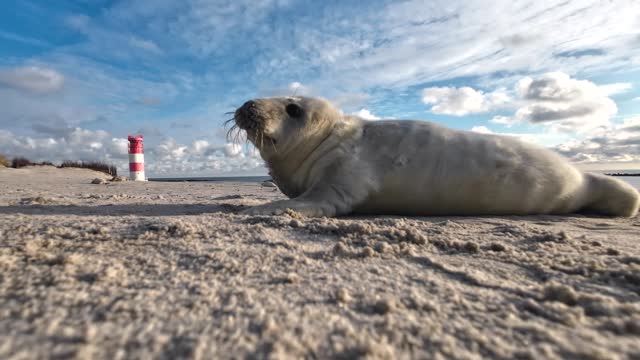 Young gray seal on sandy beach with lighthouse, Heligoland, Halichoerus grypus