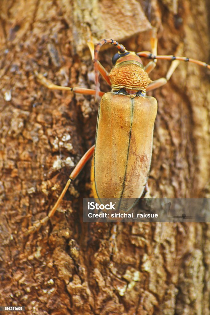 Lange Horned Käfer auf Baum - Lizenzfrei Baum Stock-Foto
