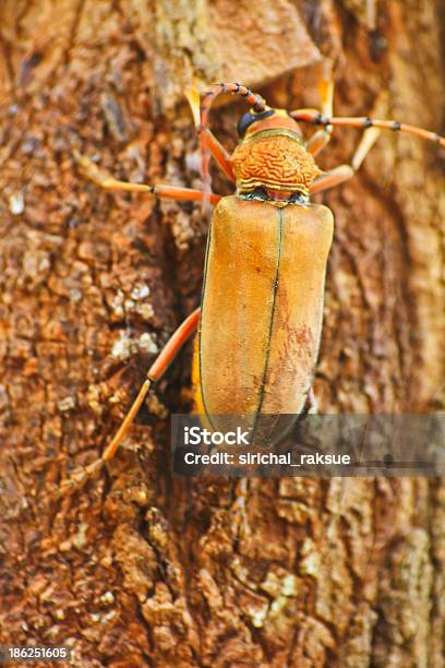 Long Horned Beetle On Tree Stock Photo - Download Image Now - Animal, Beetle, Brown