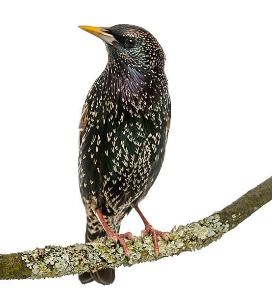 istock Common Starling perching on a branch, Sturnus vulgaris, isolated 186251648