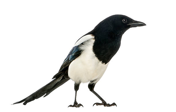 istock Side view of a Common Magpie, isolated on white 186251675