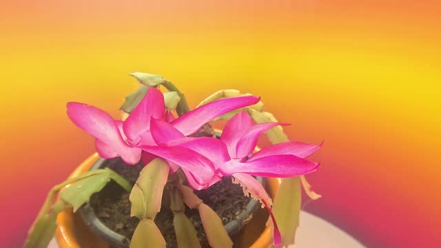 Christmas cactus with pink flowers
