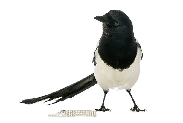 istock Common Magpie with jewellery, isolated on white 186251741