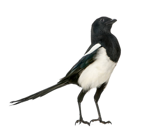 istock Common Magpie upright looking up, isolated on white 186251742