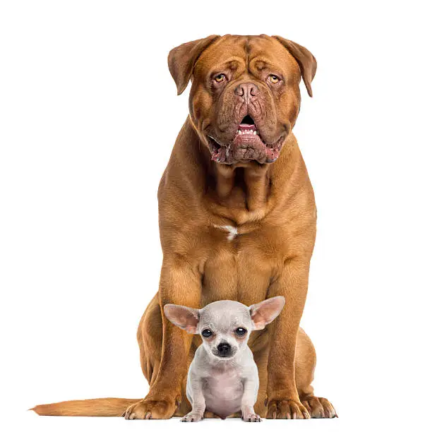 Dogue de Bordeaux and baby Chihuahua sitting, facing, isolated on white