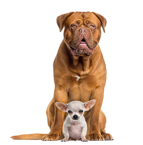 dogue de bordeaux e bebê chihuahua de estar, de frente, isolado - various sizes - fotografias e filmes do acervo