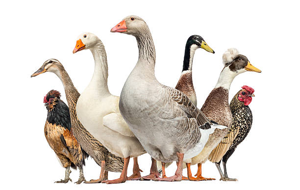 Group of Ducks, Geese and Chickens, isolated on white