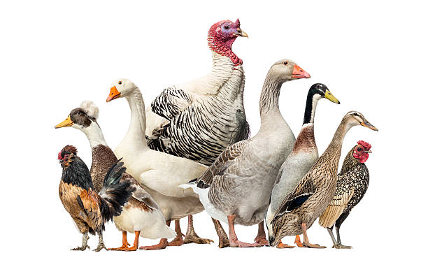 grupo de gansos, patos y las gallinas, aislado en blanco - pavo ave de corral fotografías e imágenes de stock
