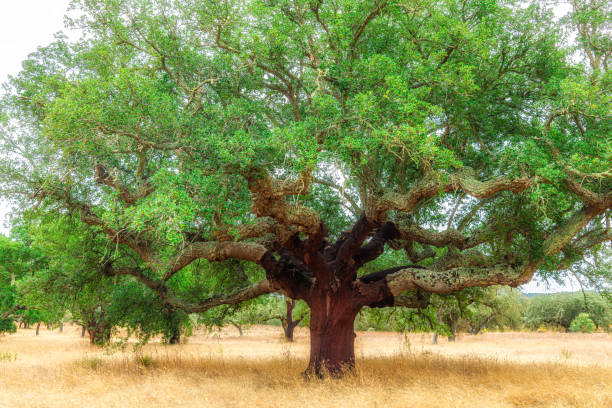 istock Cork oak plantations in Portugal 1862518746