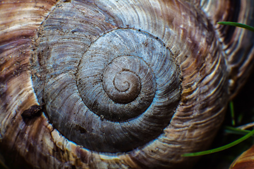 Fibonacci spiral. Close-up snail shell in the form of a fibonacci spiral. Nautilus shell.