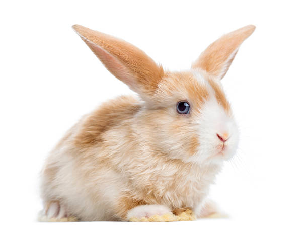 istock Satin Mini Lop rabbit ear up, lying, isolated on white 186252924