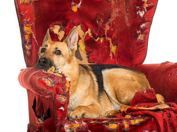 istock German Sheperd looking dipressed on a destroyed armchair 186252938