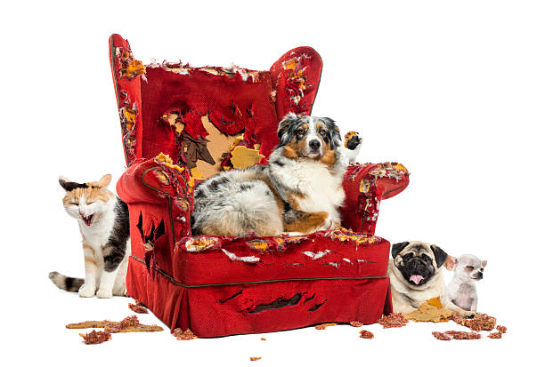 istock Group of pets on a destroyed armchair, isolated 186252939