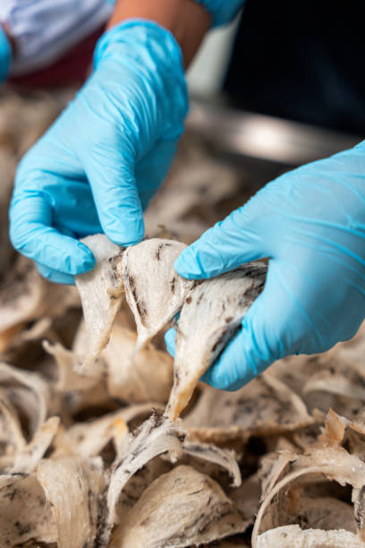 istock Raw edible bird nest 1862529680