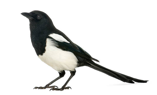 istock Side view of a Common Magpie, isolated on white 186252981