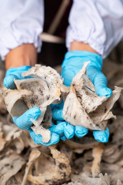 istock Raw edible bird nest 1862531224