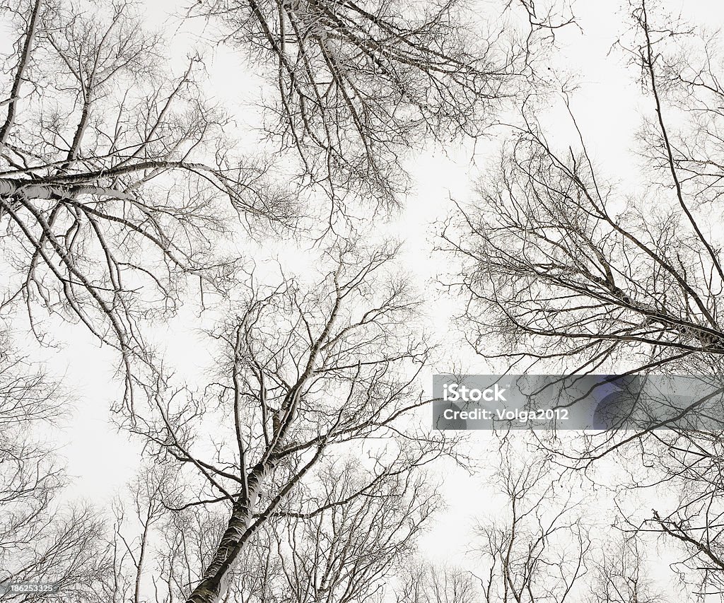 Inverno birches - Royalty-free Bétula Foto de stock