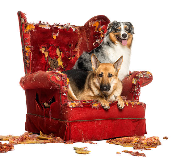 istock German and Australian Shepherd on a destroyed armchair, isolated 186253336
