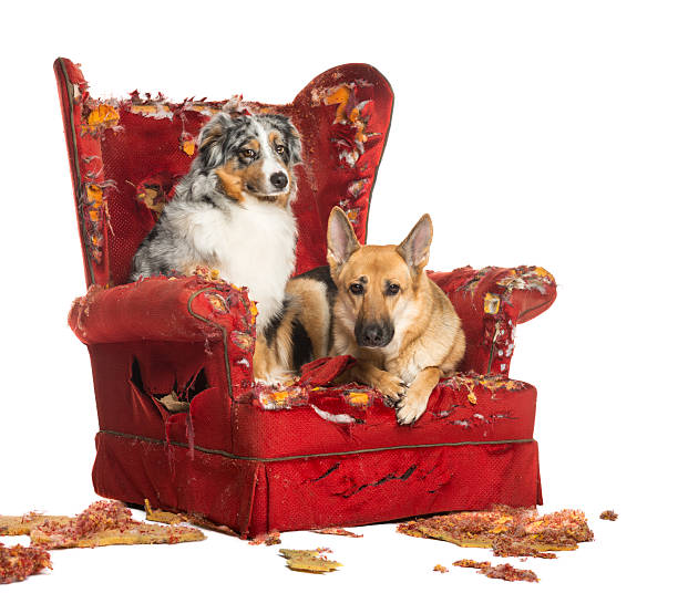 German and Australian Shepherd with Poodle on a destroyed armchair German and Australian Shepherd and Poodle on a destroyed armchair, isolated on white dog aggression education friendship stock pictures, royalty-free photos & images