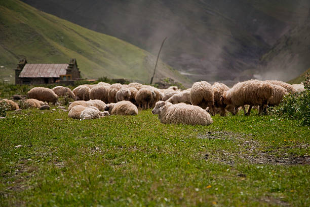 istock Sheep grazing in the meadow 186253348