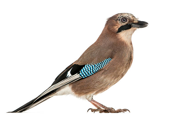 istock Side view of a Eurasian Jay, Garrulus glandarius, isolated 186254259