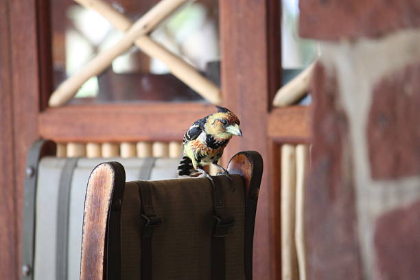istock CRESTED BARBET PERCHED ON CHAIR BACK 186254292