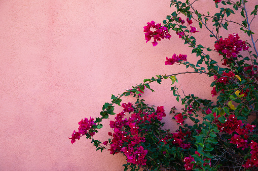 Horizontal background of natural colors and curves of bougainvillea against colorful Southwestern pink wall with copy space