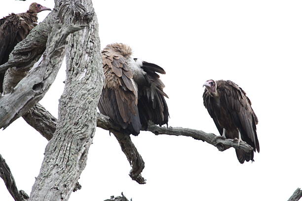 istock VULTURE MEETING PLACE 186254541