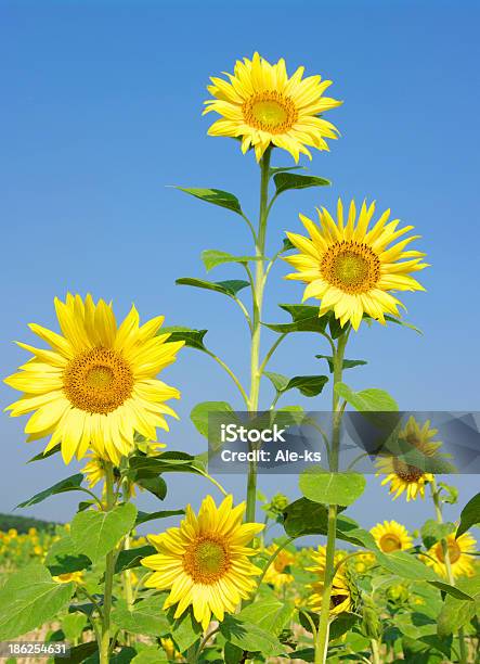 Girasoli - Fotografie stock e altre immagini di Arancione - Arancione, Bianco, Blu