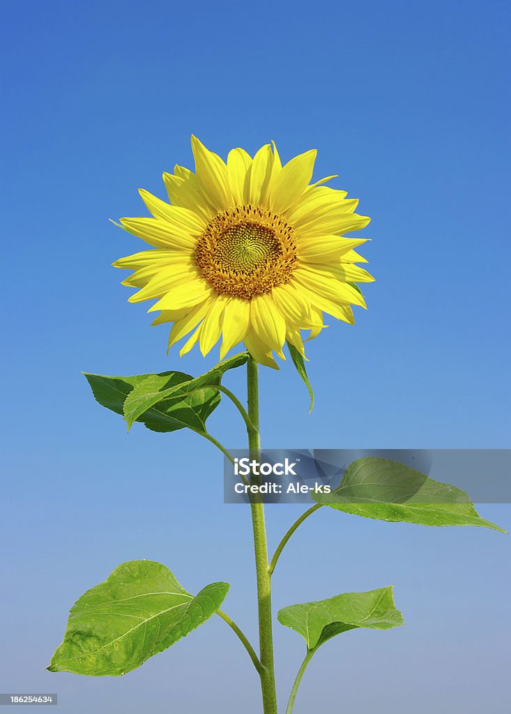 Girasol - Foto de stock de Amarillo - Color libre de derechos