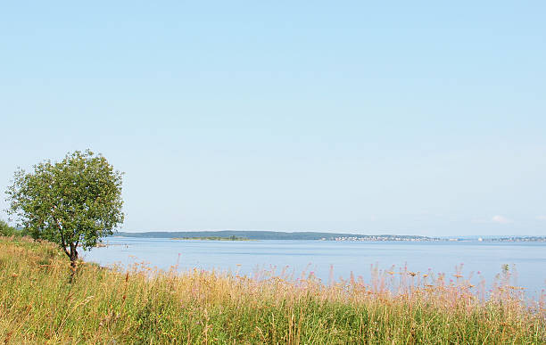 istock Tree on coast of lake 186254753