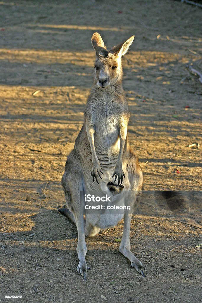 Kangaroo - Foto de stock de Agricultura royalty-free