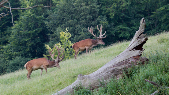 Red Deer next to forest edge