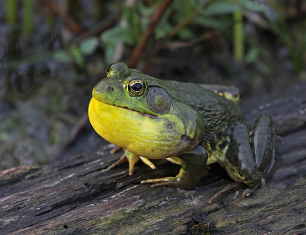 rana toro ribbit - rana toro americana fotografías e imágenes de stock