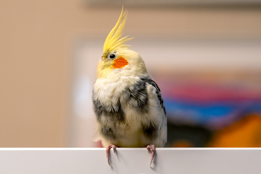 Canary.