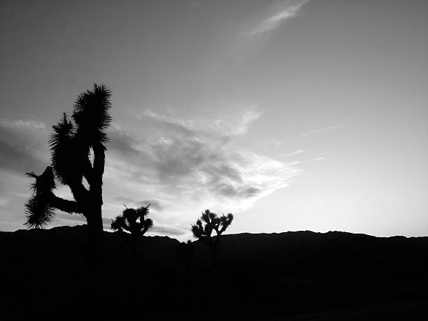 istock Mojave Dersert Evening with Joshua Trees 186255710