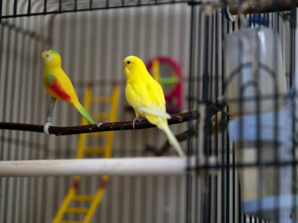 istock yellow parrot sits in a cage next to a toy parrot 1862566518