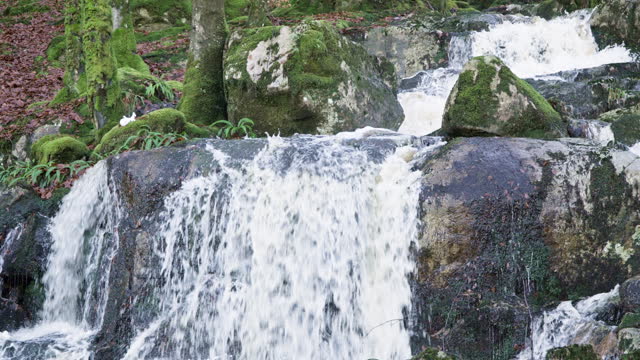 Small waterfall in an area of woodland