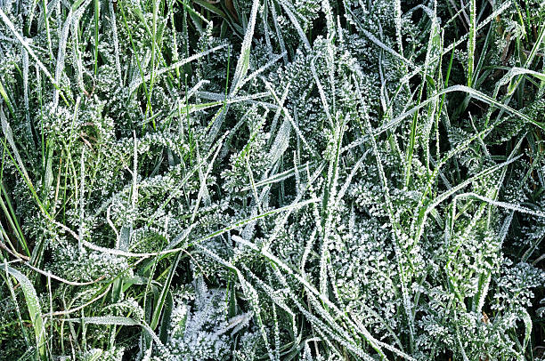 Gras bedeckt mit frost – Foto