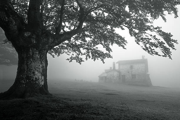 mysterious house in foggy forest near a tree