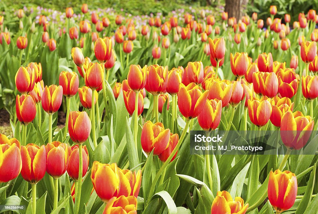 Tulipanes - Foto de stock de Aire libre libre de derechos