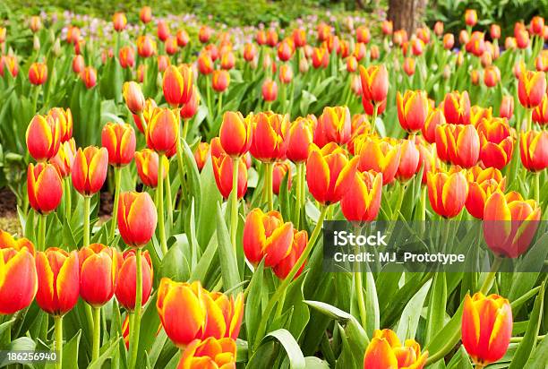 Tulipanes Foto de stock y más banco de imágenes de Aire libre - Aire libre, Amarillo - Color, Amor - Sentimiento