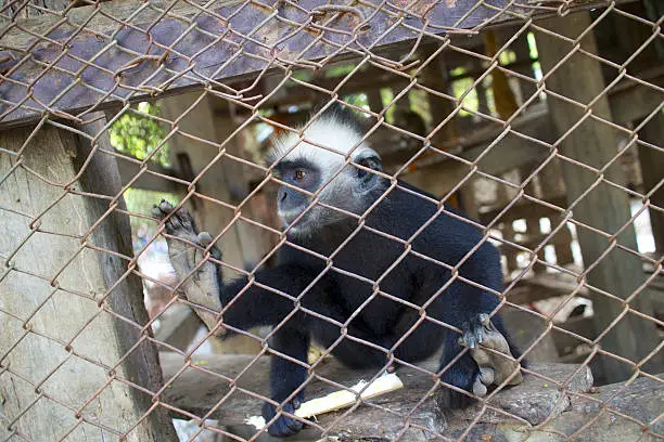 Photo of Monkey  in cage