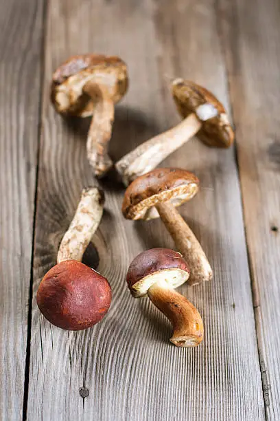Group of brown-cap boletus on wooden board