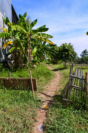 This enchanting photograph showcases the simple elegance of rural life. A narrow, uneven dirt path invites the viewer to wander through a world untouched by modern haste, flanked by the luscious greenery of towering banana trees. The rough-hewn wooden fence parallels the path, offering a textured contrast to the soft, frayed edges of the landscape. The interplay of light and shadow, filtered through the canopy of leaves, bestows a dreamlike quality upon the scene, reminiscent of a time when nature's rhythm dictated the pace of life. The image evokes a sense of tranquility and a palpable connection to the earth, making it a perfect addition to any collection that celebrates the beauty of pastoral settings