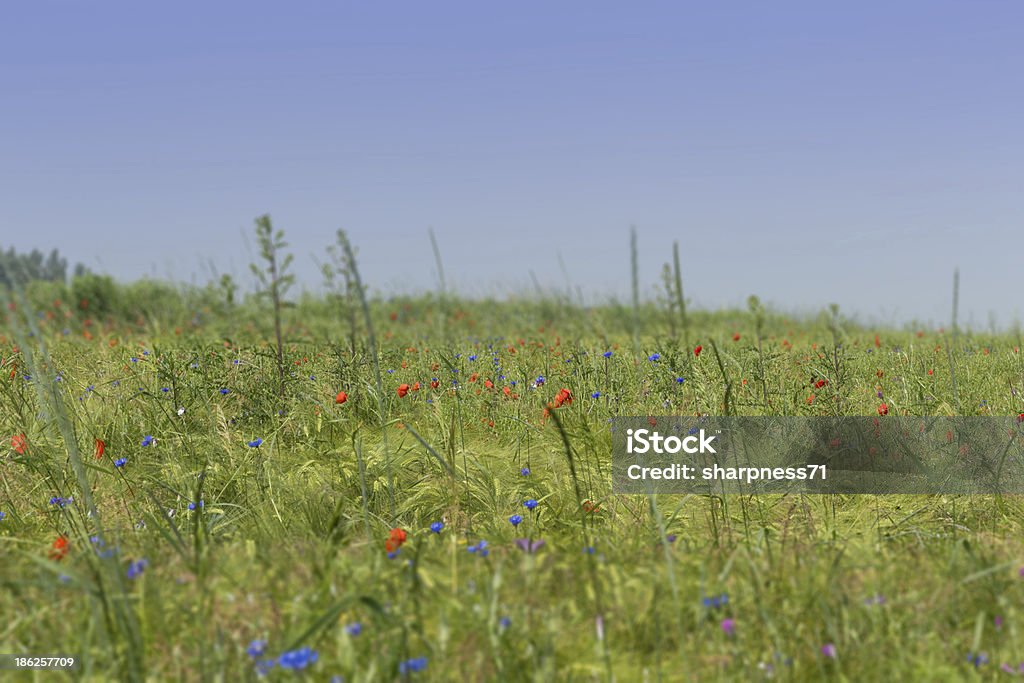 Flower meadow Flower meadow with poppy seeds, cornflowers and vetches Agricultural Field Stock Photo