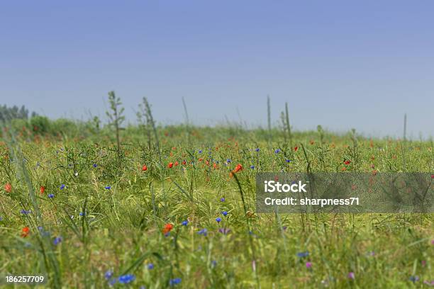 Flower Meadow Stock Photo - Download Image Now - Agricultural Field, Blue, Butterfly - Insect