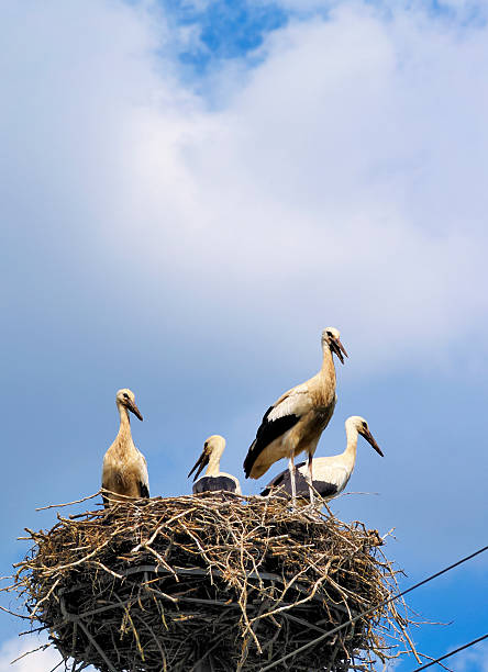 istock Storks in the nest, Poland 186257841