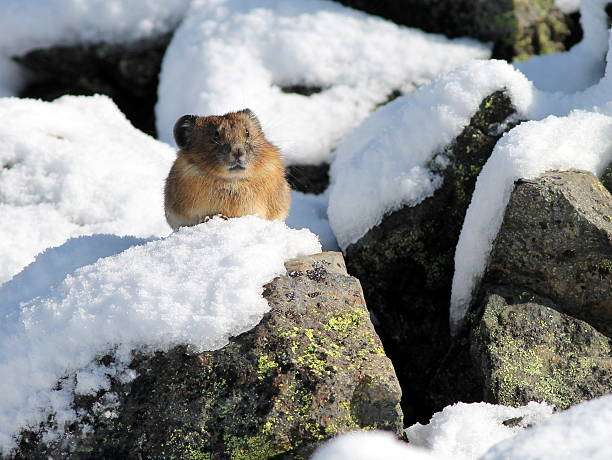 american pika nella neve - pike foto e immagini stock